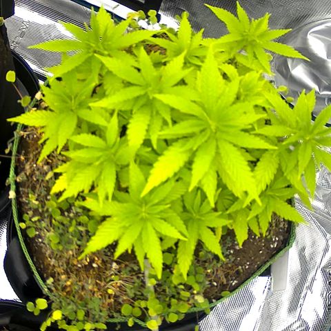 Colombian Gold growlog timeline photo