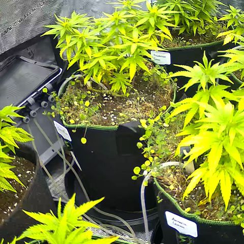 Colombian Gold growlog timeline photo