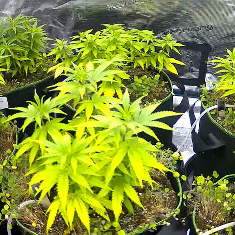 Colombian Gold growlog timeline photo