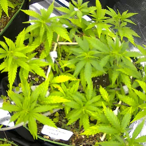 Colombian Gold growlog timeline photo
