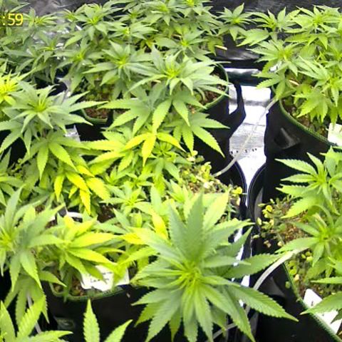 Colombian Gold growlog timeline photo