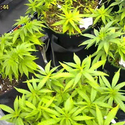 Colombian Gold growlog timeline photo