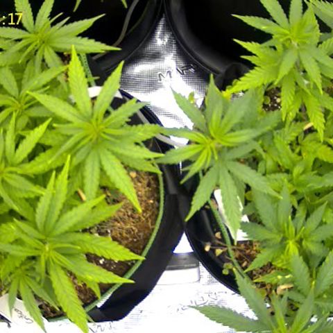 Colombian Gold growlog timeline photo