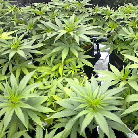 Colombian Gold growlog timeline photo