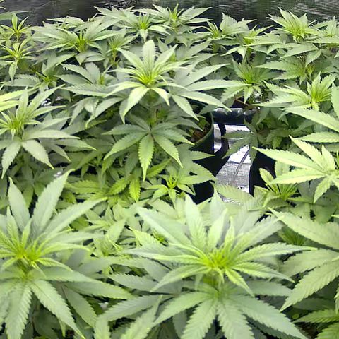 Colombian Gold growlog timeline photo