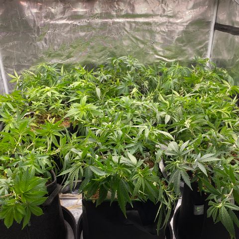 Colombian Gold growlog timeline photo