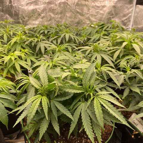 Colombian Gold growlog timeline photo
