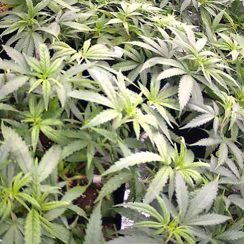 Colombian Gold growlog timeline photo