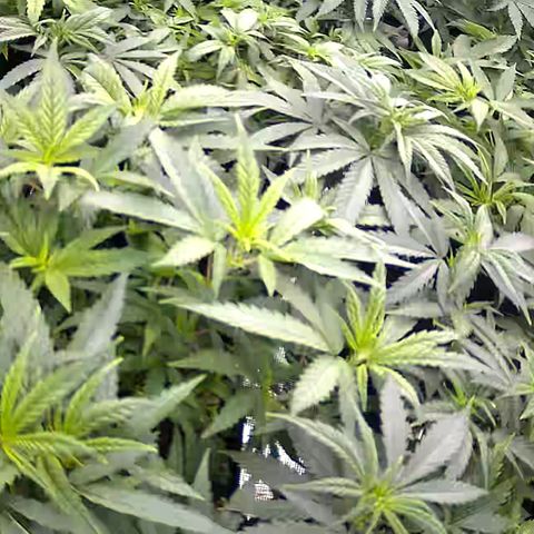 Colombian Gold growlog timeline photo