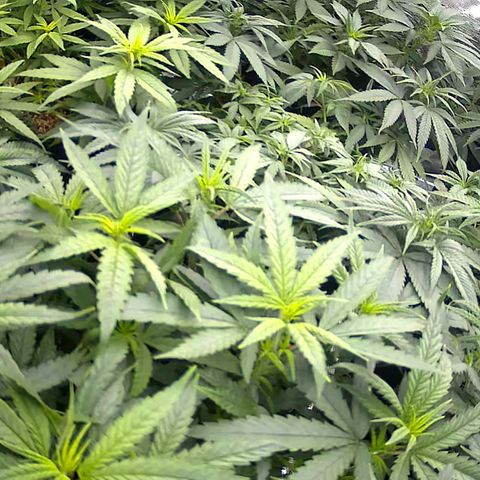 Colombian Gold growlog timeline photo