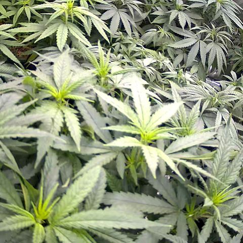 Colombian Gold growlog timeline photo