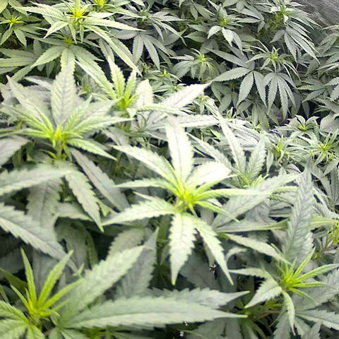Colombian Gold growlog timeline photo