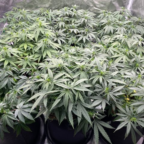 Colombian Gold growlog timeline photo