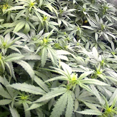 Colombian Gold growlog timeline photo