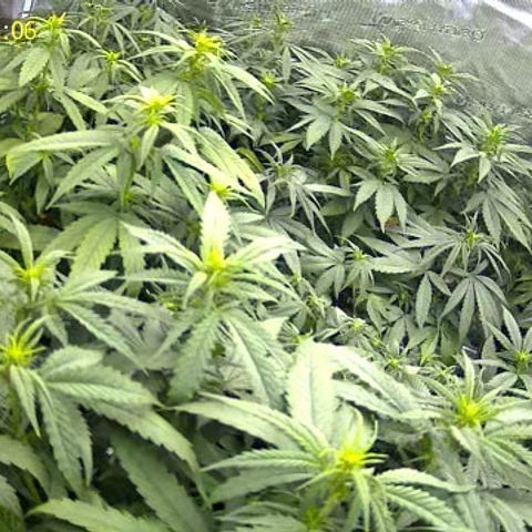 Colombian Gold growlog timeline photo
