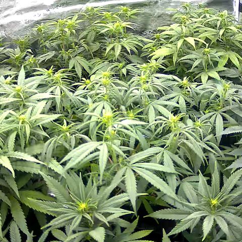 Colombian Gold growlog timeline photo
