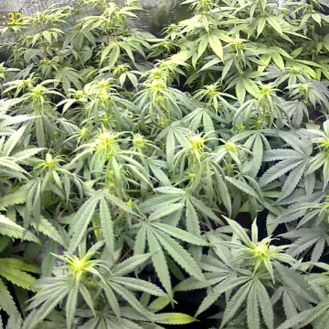 Colombian Gold growlog timeline photo