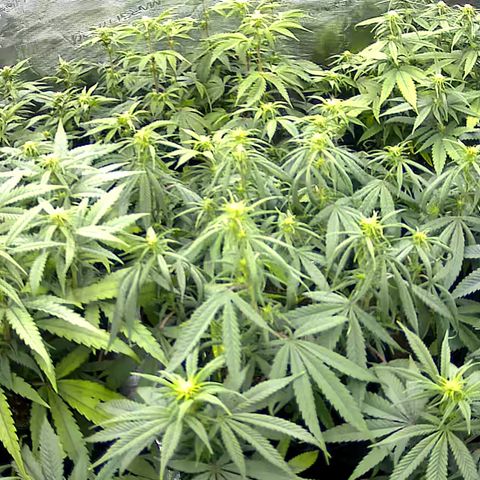 Colombian Gold growlog timeline photo