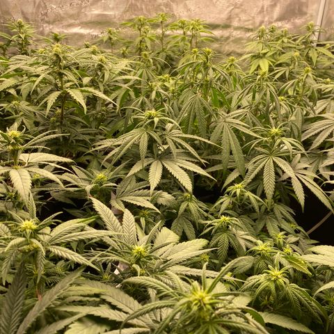 Colombian Gold growlog timeline photo