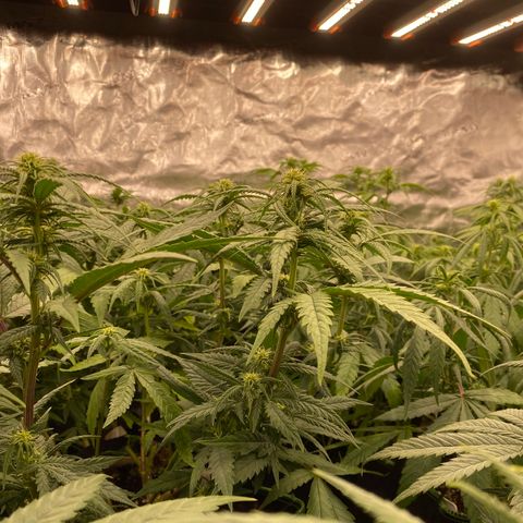Colombian Gold growlog timeline photo