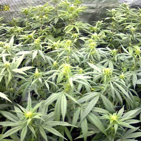 Colombian Gold growlog timeline photo