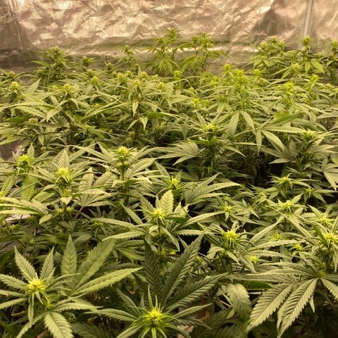 Colombian Gold growlog timeline photo