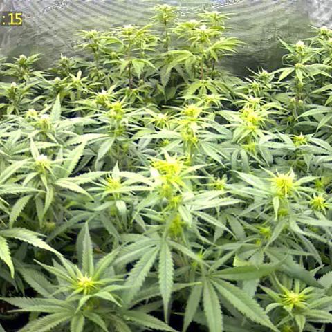 Colombian Gold growlog timeline photo