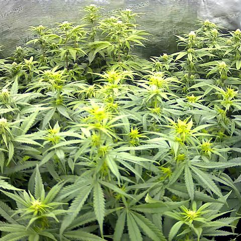 Colombian Gold growlog timeline photo