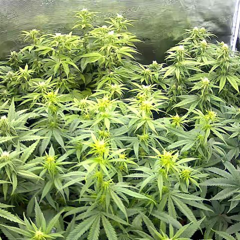 Colombian Gold growlog timeline photo