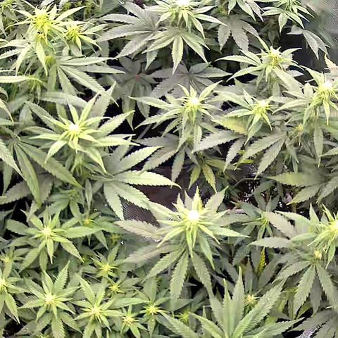 Colombian Gold growlog timeline photo