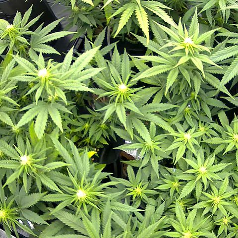 Colombian Gold growlog timeline photo