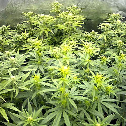 Colombian Gold growlog timeline photo