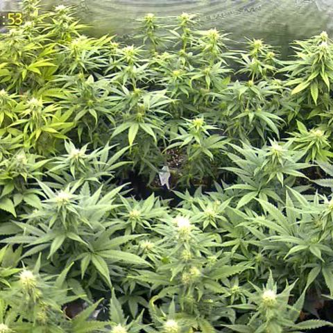Colombian Gold growlog timeline photo