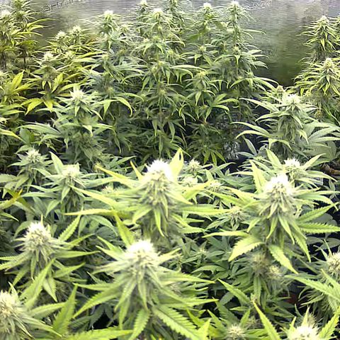Colombian Gold growlog timeline photo