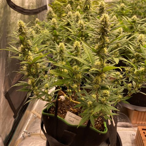 Colombian Gold growlog timeline photo