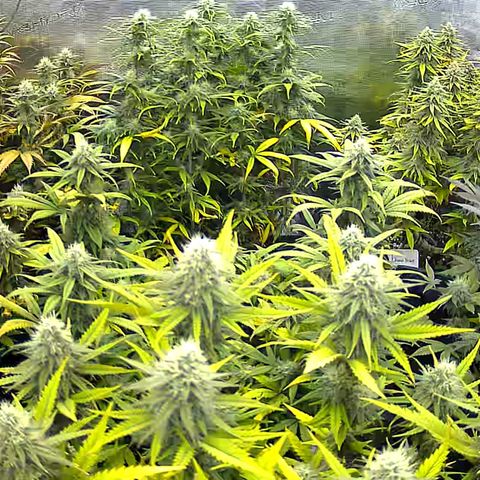 Colombian Gold growlog timeline photo