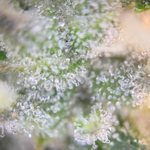 Colombian Gold growlog timeline photo