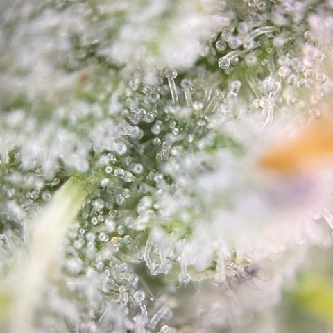 Colombian Gold growlog timeline photo