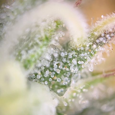 Colombian Gold growlog timeline photo