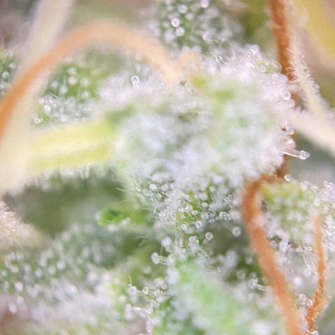 Colombian Gold growlog timeline photo