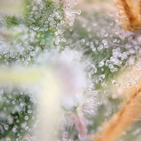 Colombian Gold growlog timeline photo