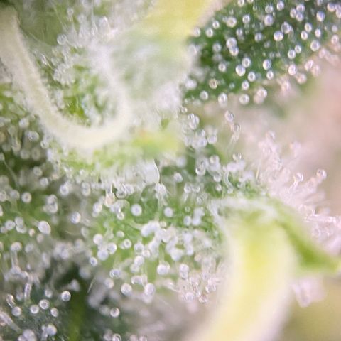 Colombian Gold growlog timeline photo