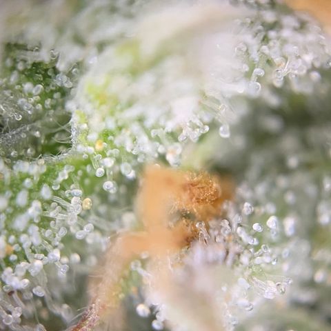 Colombian Gold growlog timeline photo