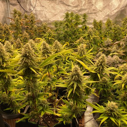 Colombian Gold growlog timeline photo