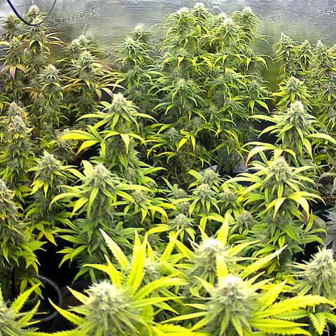 Colombian Gold growlog timeline photo