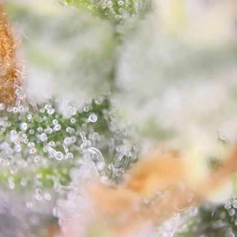 Colombian Gold growlog timeline photo