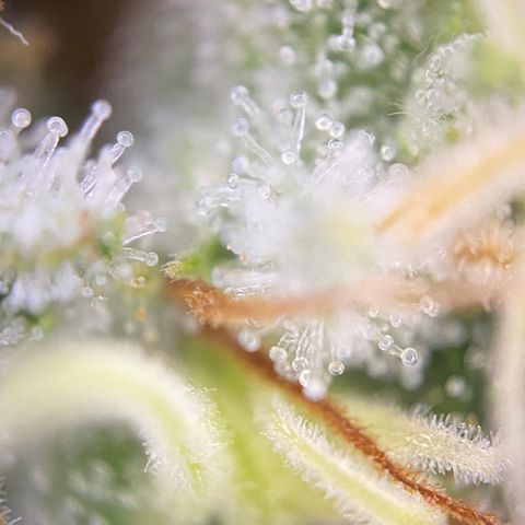 Colombian Gold growlog timeline photo