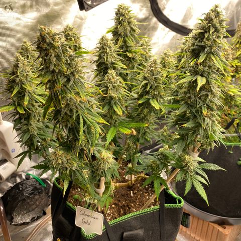 Colombian Gold growlog timeline photo