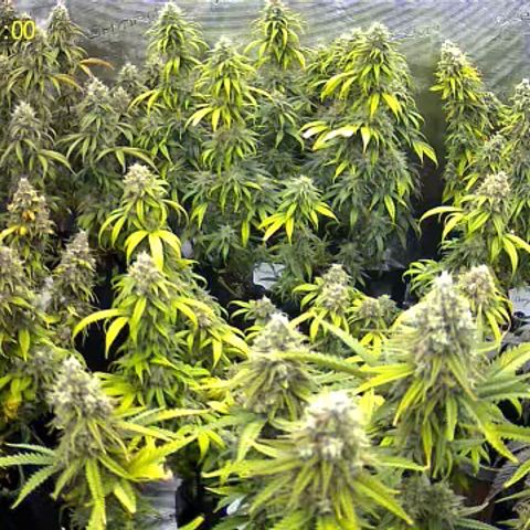 Colombian Gold growlog timeline photo