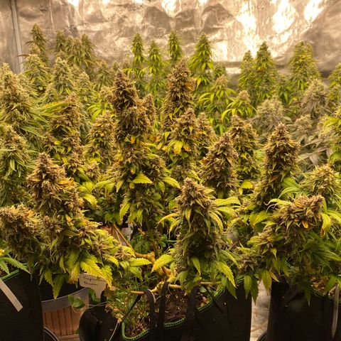 Colombian Gold growlog timeline photo